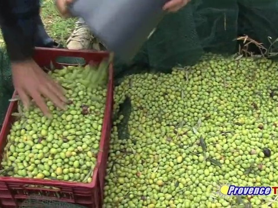 La cueillette des olives