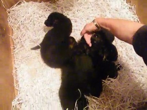 CHIOTS: BAIKA DU LAC D'ANNECY - CYREX DU LAC D'ANNECY