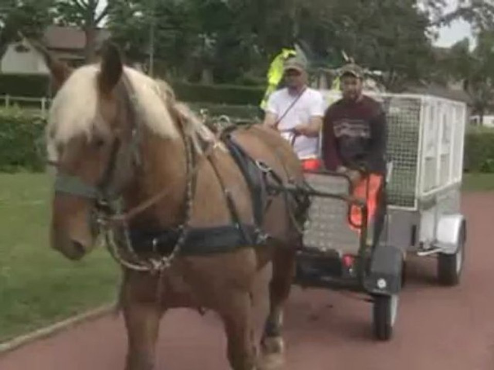 Scoubidou, cheval municipal à Mably (Loire)