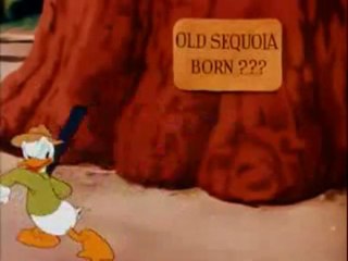 Donald Duck Old Sequoia