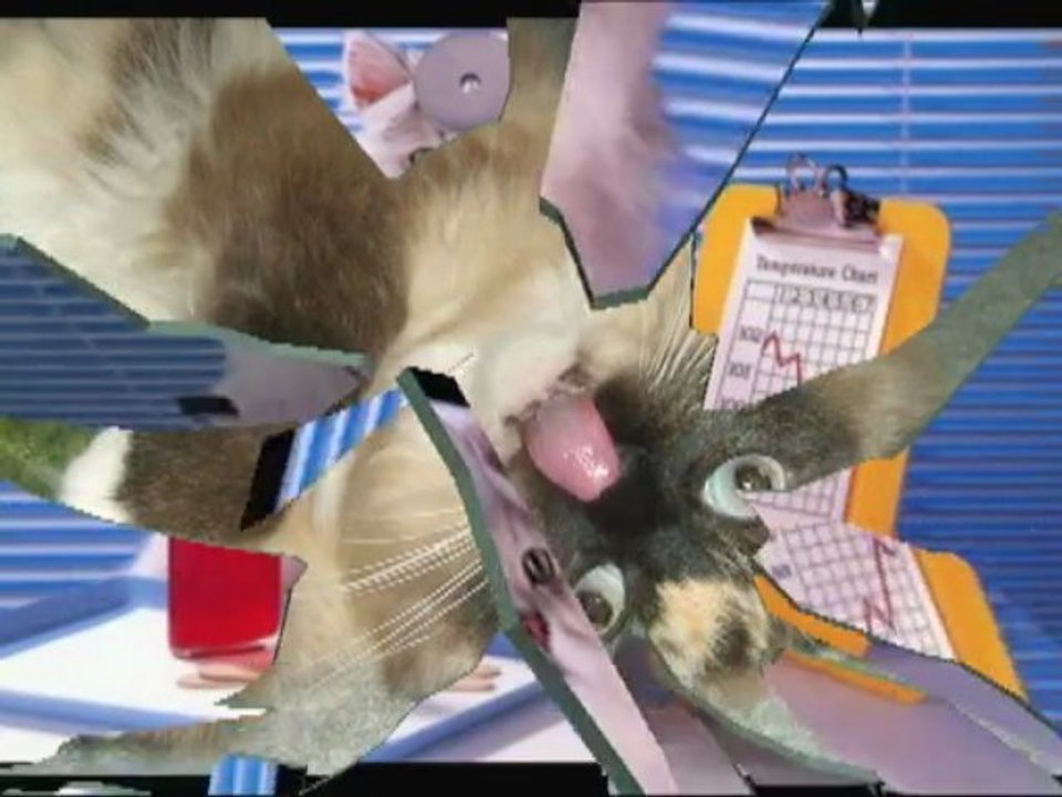 Butt Belly Cat