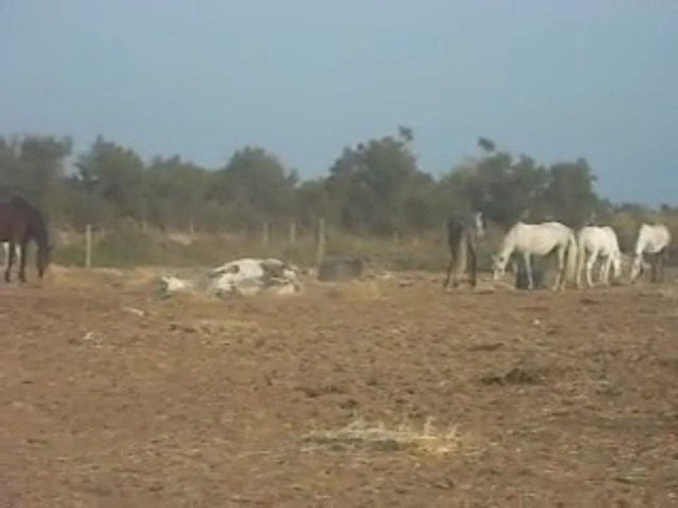 DSCF3419