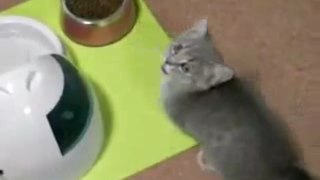 Kitten begs for food