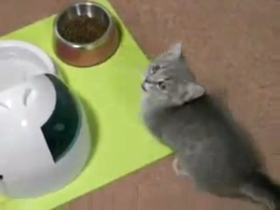 Kitten begs for food