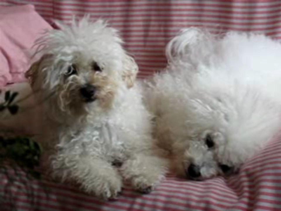 mes 2 bichons avant la sieste