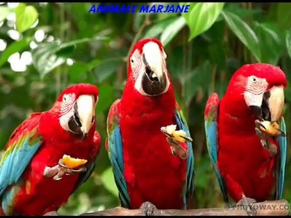 animalerie marjane vente oiseaux