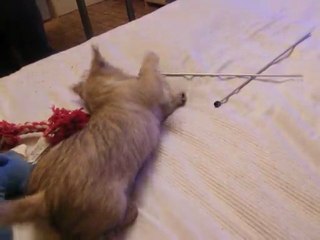 Chiot s'amusant avec aiguilles à laines