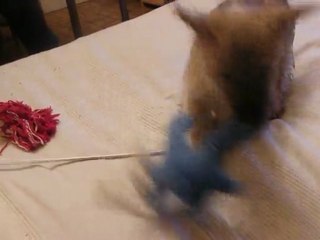 Chiot s'amusant avec aiguilles à laine n°2