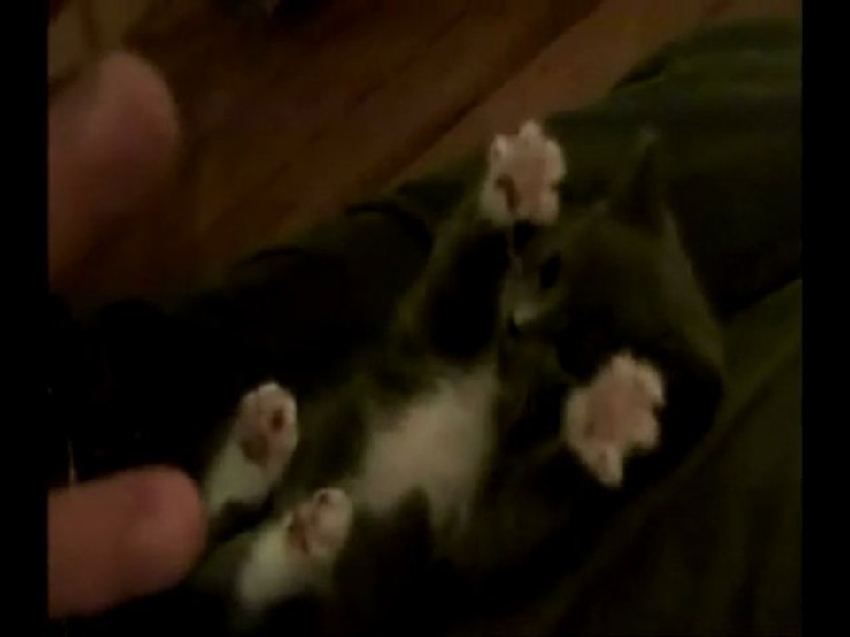 Fou le chaton...