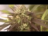Drogues Et Cerveau Cannabis 1