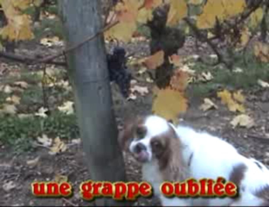 un chien de vigneron au domaine lamé delisle boucard