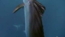 Flying fish in slow-motion