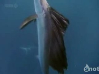 Flying fish in slow-motion