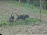 Chiots beaucerons des bergers du vent à 5 semaines