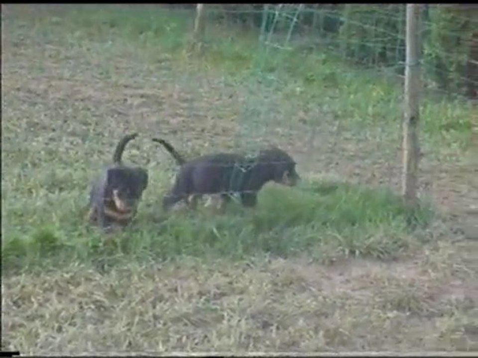 Chiots beaucerons des bergers du vent à 5 semaines