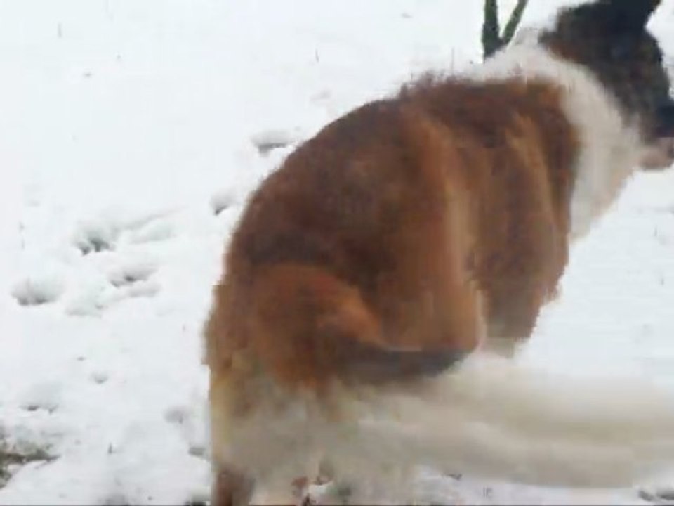 mon toutou foufou trop content que la neige soit la