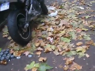 Aux couleurs de Clichy... (2)