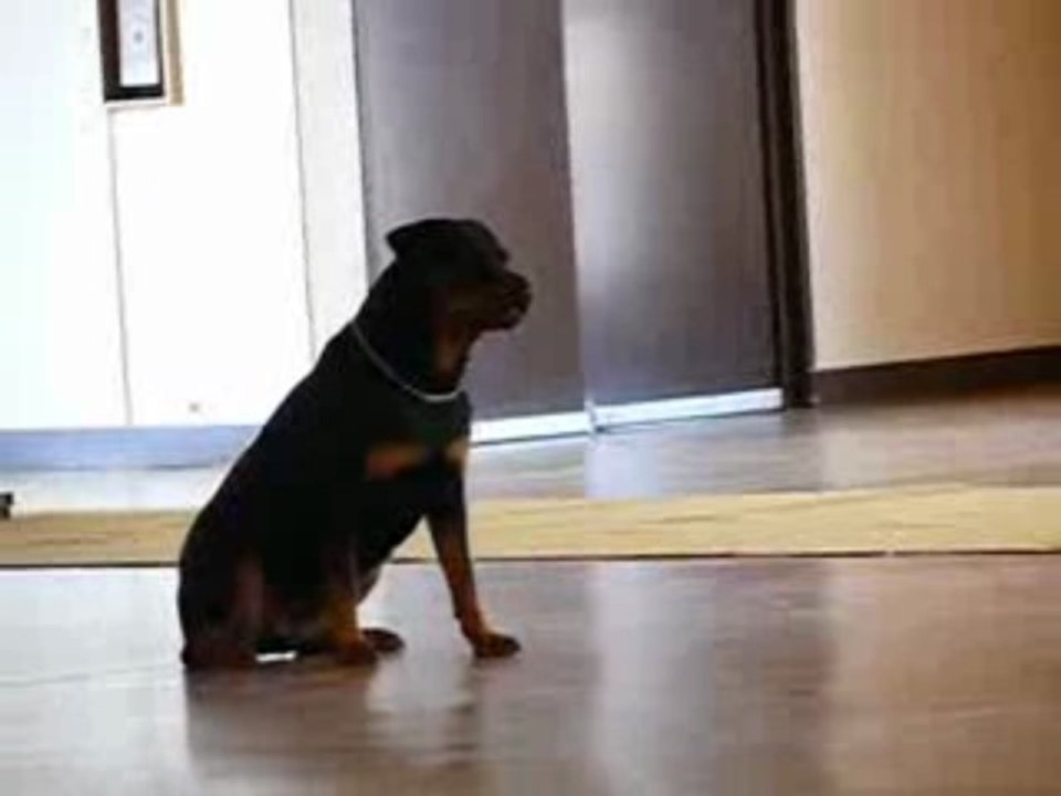 concours obeissance la cote st andré (positions a distance)