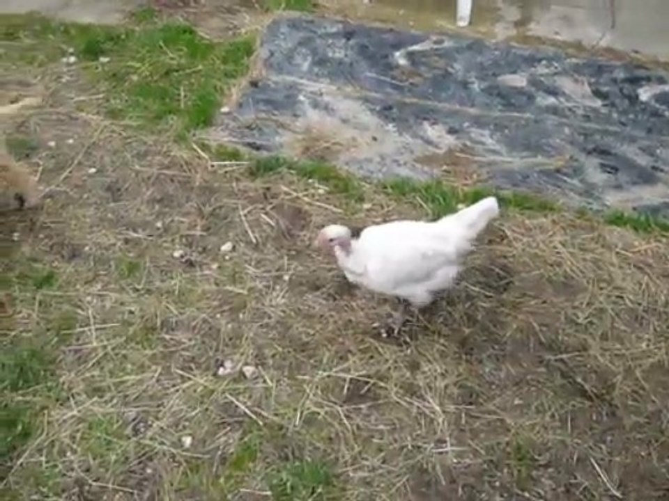 petit chien et poulet