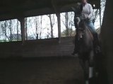 GRAAL cheval de dressage 11 ans