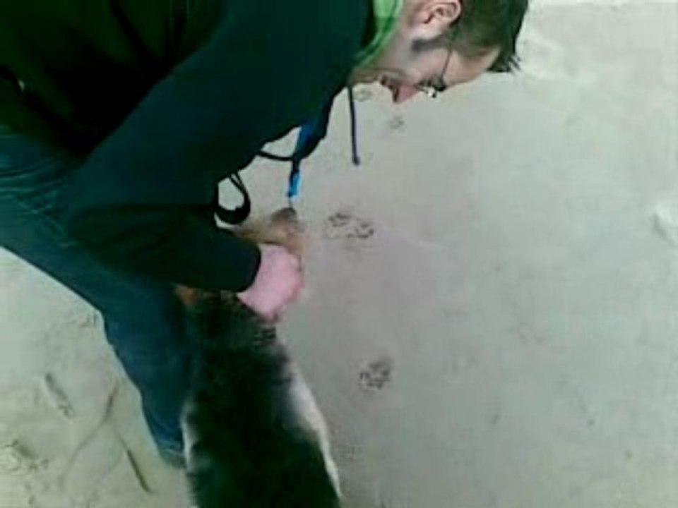 jugando con los galgos