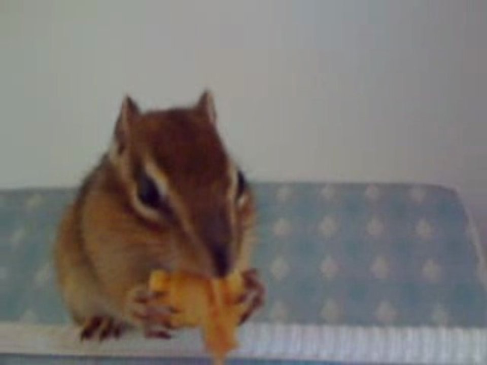 nutty mon ecureuil de corée  qui grignotte