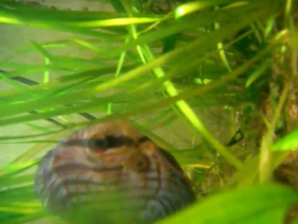 discus malade 2