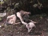 FUNNIEST KITTIES Cat  with dog  kedi ile köpek  cute  ...