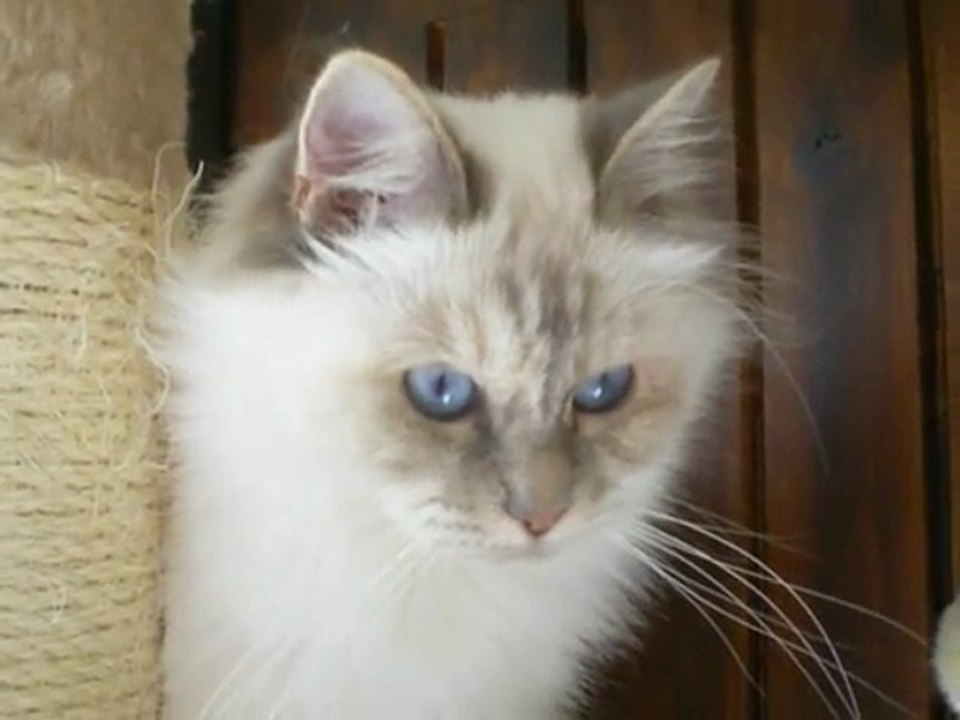 Delphy