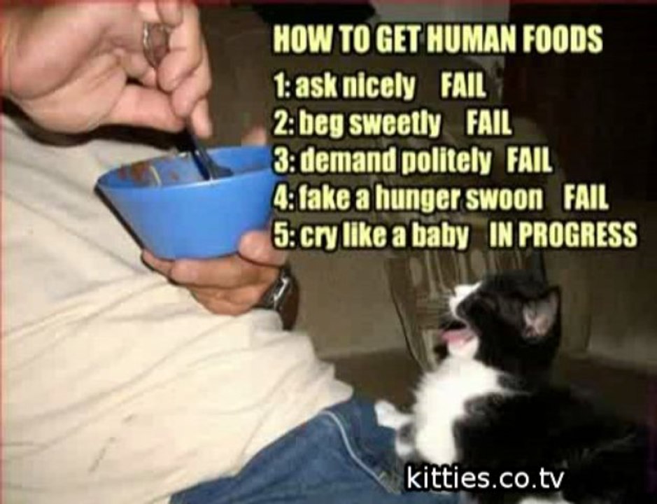 FUNNIEST KITTIES Very Funny Cats 46