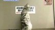 FUNNIEST KITTIES Funny Japanese Cat