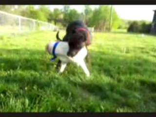 World AIDS Day: Are you smarter than a dog?