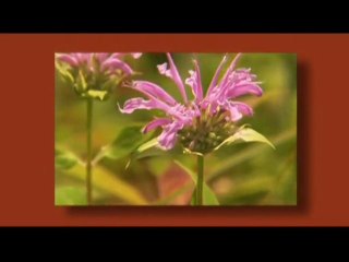 A Force For Nature Trailer featuring Denise Donlon