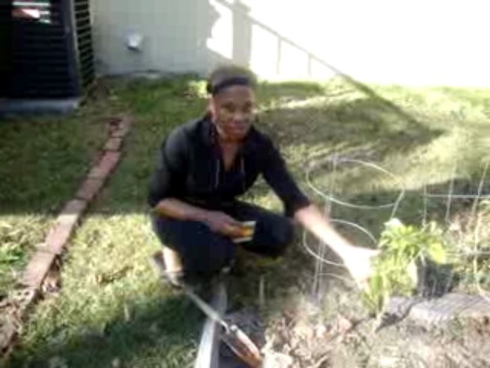 plant garden part 1