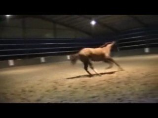 Qalif pète un cable =)