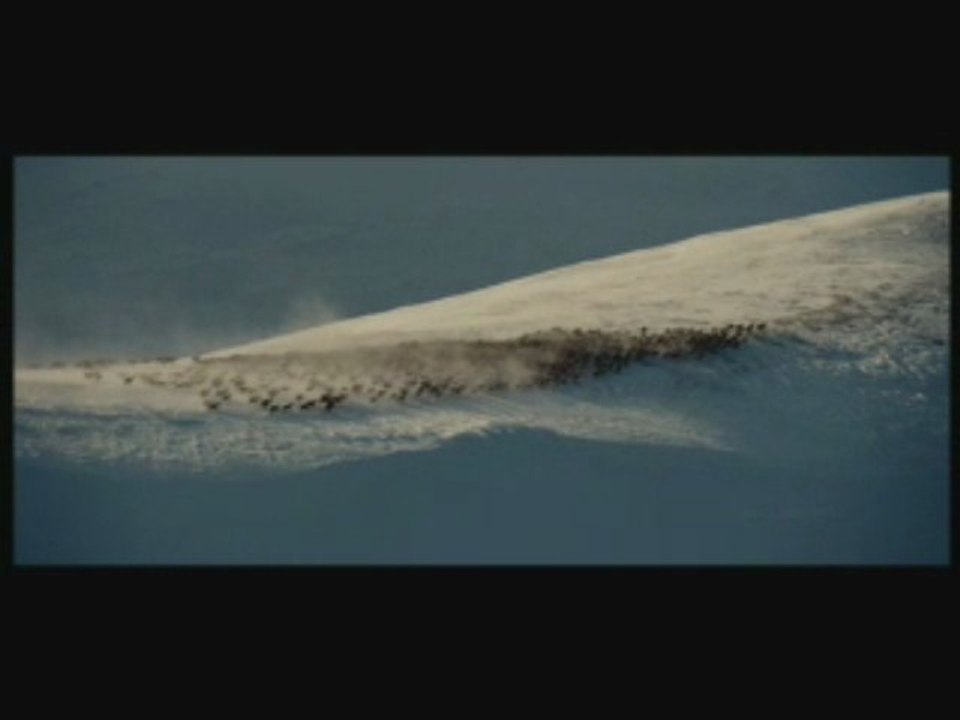 LOUP - MIGRATION HIVER