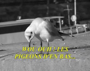 CHACUN CHERCHE SON PIGEON V. P. MOI  @ by ETHEL MUNIZ