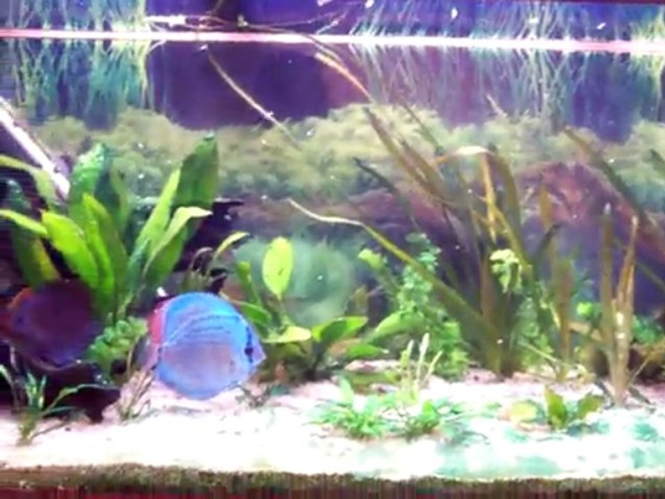 Discus mailaisien