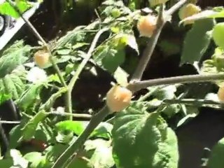 Incan berry in my balcony garden