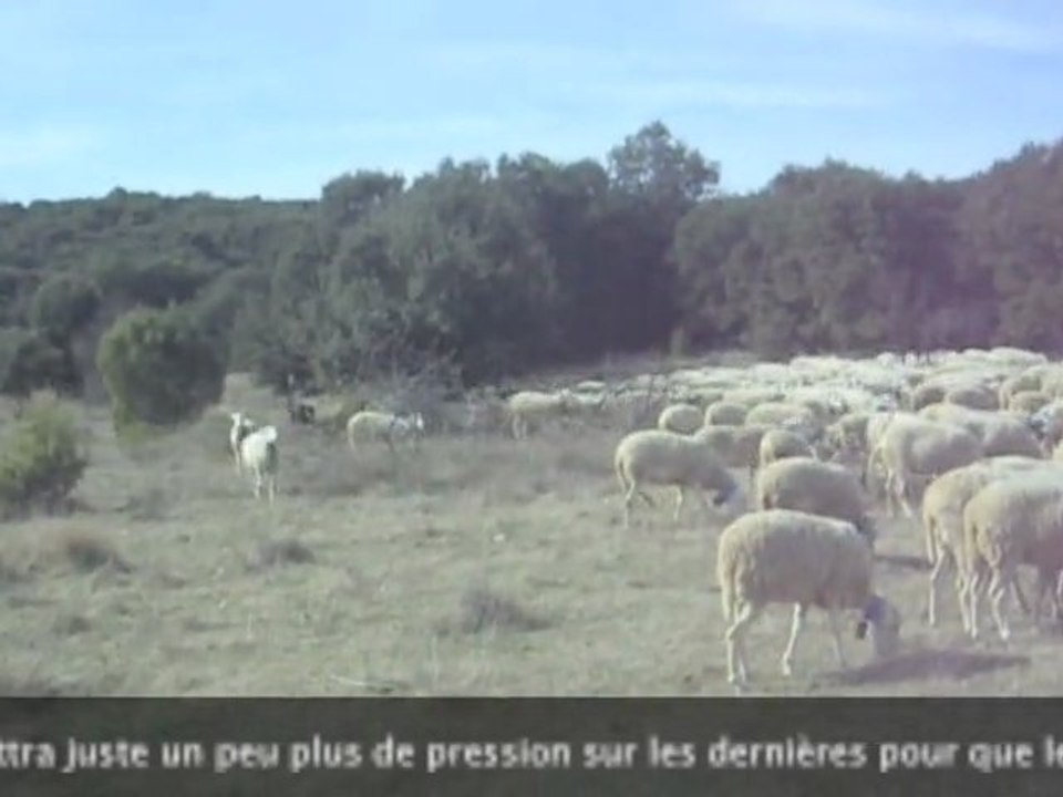 Urkan chien berger de Beauce balance derrière le troupeau
