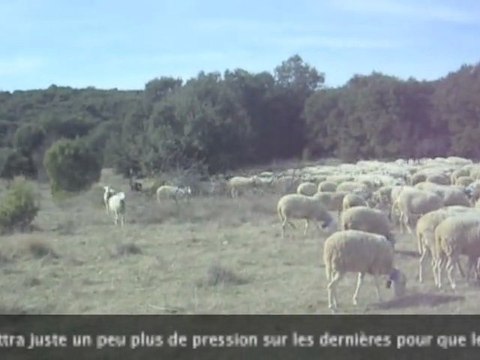 Urkan chien berger de Beauce balance derrière le troupeau