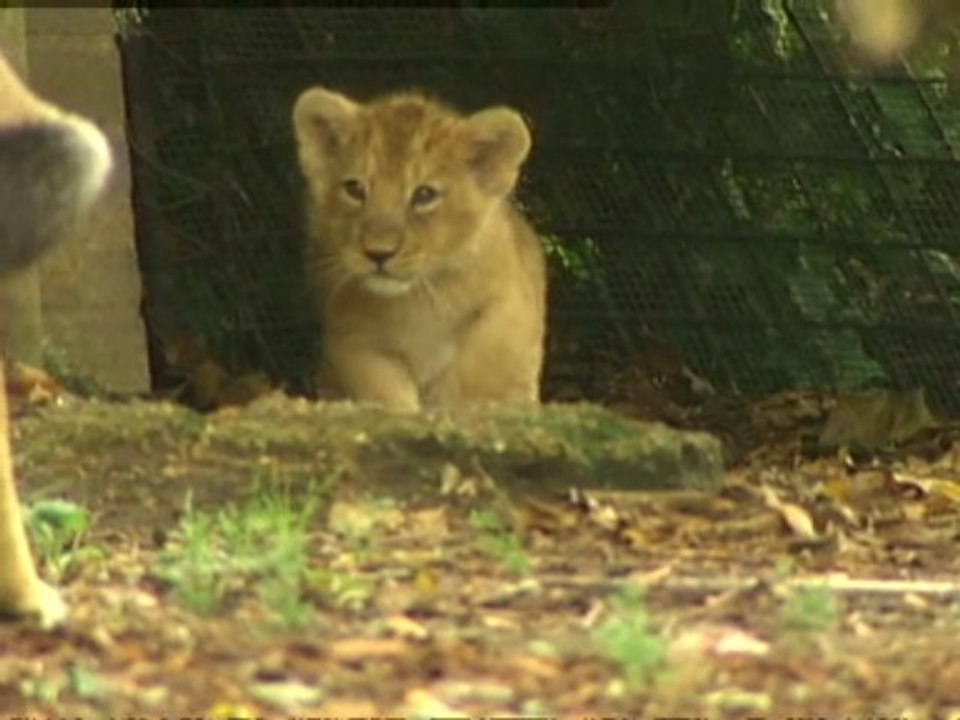 Carnivore species 'need preservation'
