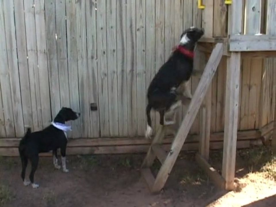 Wally On The Run, featuring Cookie and Oreo