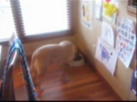 Wally on the Run starring Beau!