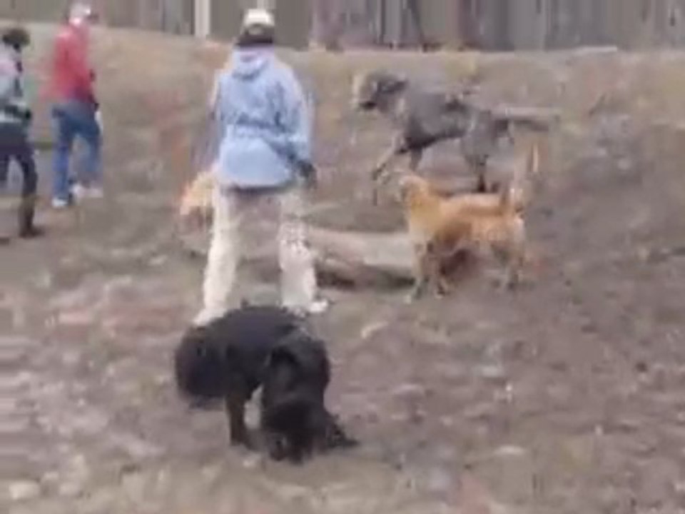 Fun at the Dog Run