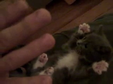 Un chaton les pattes en l'air