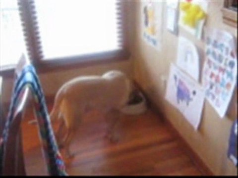 Movie-WALLY ON THE RUN STARRING BEAU!