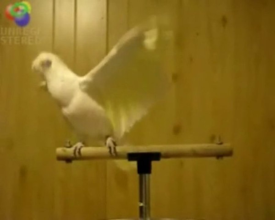 Mimétisme du Perroquet