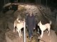 Wally on the Run with Sled Dogs