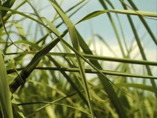 biomasse, l'innovation grandeur nature - VERSION COURTE